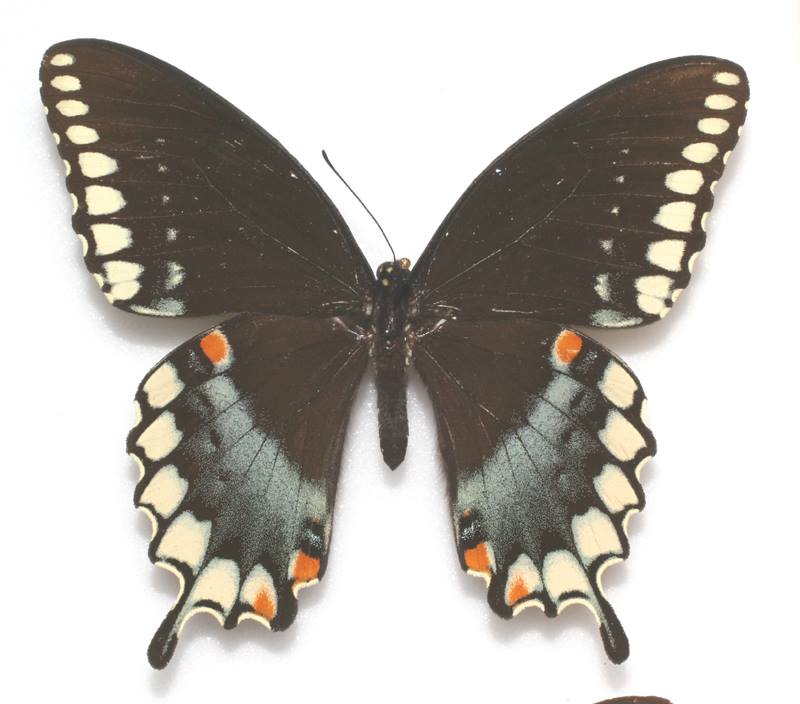Papilio troilus (aberration) (Internet Image property of respective owner, non-commercial use only)